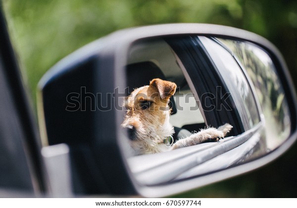 Funny fox terrier enjoying traveling by car.\
Picture taken in the\
mirror.