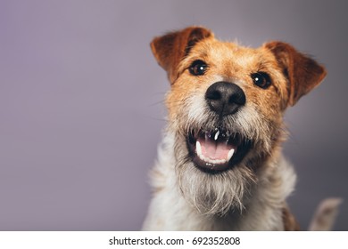 Funny Fox Terrier Posing Studio Stock Photo 692352808 | Shutterstock