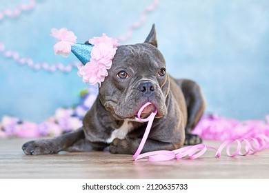 Funny French Bulldog with birthday part hat and paper streamer in mouth lying down in front of blurry blue background