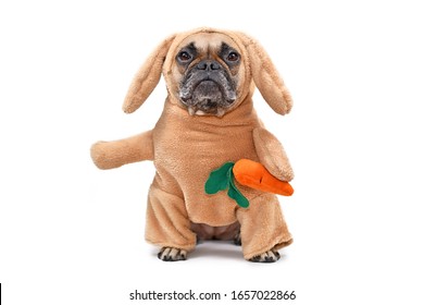 Funny French Bulldog dog dressed up as Easter bunny wearing a full body rabbit costume with fake arms holding a plush carrot, studio shot isolated on white background