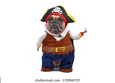 Funny French Bulldog dog dressed up with pirate Halloween fully body costume with hat and fake hook arm, isolated on white background