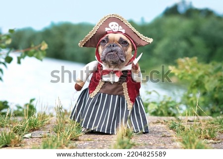Funny French Bulldog dog  dressed up with pirate bride costume with hat, hook arm and dress standing at waterfront