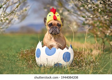 Funny French Bulldog dog sitting in large Easter egg wearing costume chicken hat 
