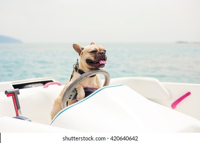 Funny French Bulldog dog is sitting behind the wheel of a speedboat, put his paws on the steering wheel against the sea, the carefree sunny summer day. lighting effects