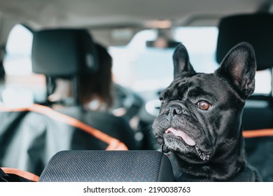 Funny French Bulldog Dog Waiting On The Car Ready For A Walk, Portrait Image. Pet Concept. Taking Care Of The Man Best Friend. Woman Taking His Dog To A Walk During A Sunny Day. Funny Dog Breed