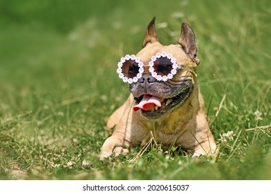 Funny French Bulldog dog wearing sunglasses decorated with daisy flowers in summer