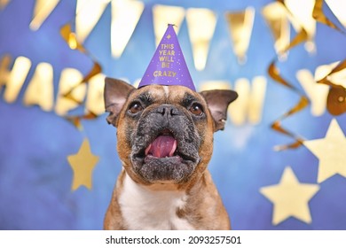 Funny French Bulldog dog wearing New Year's Eve part hat with text 'This year will be crazy' in front of blue background with golden garlands