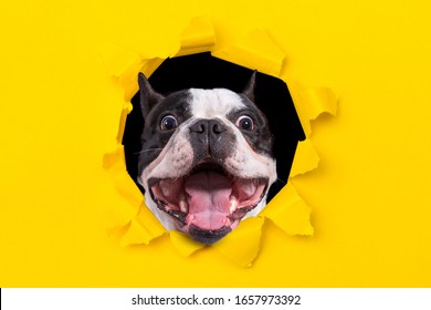 Funny french bulldog looking from the hole of yellow box