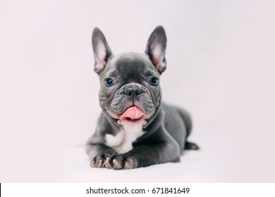 Funny French Bulldog Puppy