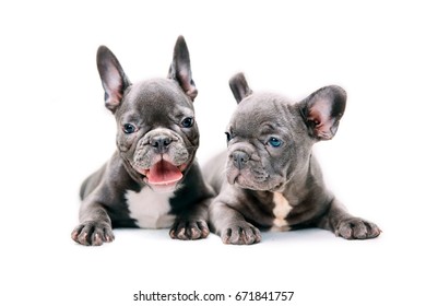 Funny French Bulldog Puppy Stock Photo 671841757 | Shutterstock