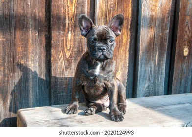 Funny French Bulldog puppy. A cute puppy is sitting on the bench. - Powered by Shutterstock