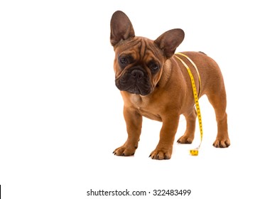 Funny French Bulldog puppy going on a diet, isolated over white