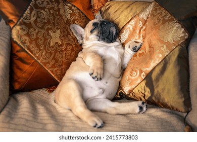 Funny French bulldog puppy sleeps sweetly on pillows - Powered by Shutterstock