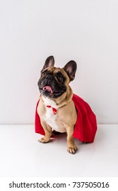 funny french bulldog in red cloak sitting on white