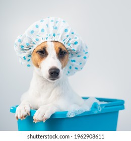 Funny Friendly Dog Jack Russell Terrier Takes A Bath With Foam In A Shower Cap On A White Background