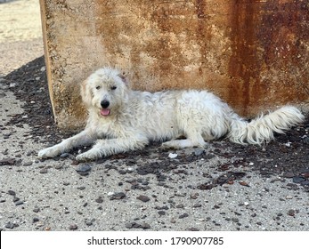 Funny Friendly White Dog On The Territory Of Abandoned Factory. Cute Kind Mongrel From Ulcinj Solana Bajo Sekulic. Clever Pooch Guards The Old Building. Shaggy Doggy Is Hot, He Stuck Out His Tongue.