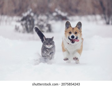 funny friends a corgi dog and a striped cat run through the white snow in the winter garden