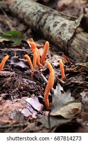 Funny Fungus, Cordyceps