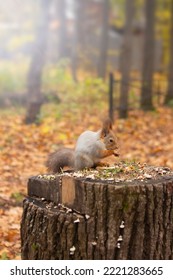 Funny Furry Cute Squirrel Eats A Nut In Autumn Orange Forest In The Background. Animal Wildlife Background. Caring For Animals, Feeding Wild Animals To Help Nature. Vertical Orientation