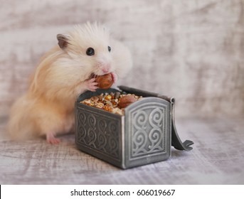 Funny Furry Hamster Has Large Cheek. Hamster Eats Food.