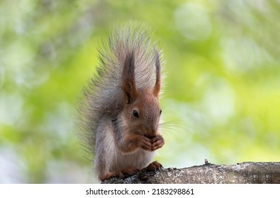 Funny furry squirrel with fluffy tail sitting on the stump and eating nuts against summer backdrop.Pretty squirrel with tufted ears and black eyes closeup.Feed wild animals in forest to help nature