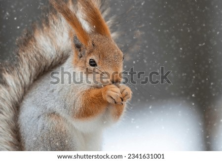 Funny furry squirrel sitting on the branch and eating nuts against winter backdrop with falling snow.Pretty squirrel with tufted ears and black eyes closeup.Feed wild animals in forest to help nature