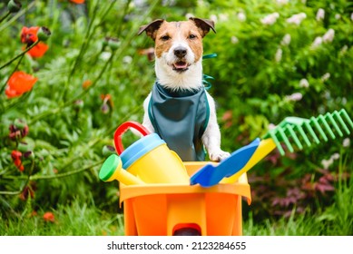 Funny gardener ready for landscaping and lawn care and maintenance work. Dog wearing green apron and leaning on wheelbarrow with garden tools