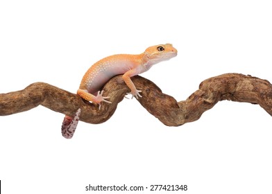 Funny Gecko Leopardo Tangelo on a branch, isolated on white background