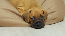 Funny German Boxer Puppy Falls Asleep On Chair Bag, Tired Dog Sleeps