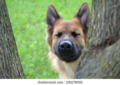 Funny German Shepherd