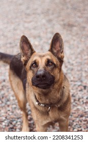 Funny German Shepherd Dog Barks In The Street. Smart Dog Look. Guard Dog. Sheepdog With Big Funny Ears.