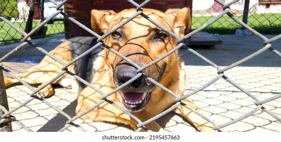 A Funny German Shepherd Dog In His Enclosure