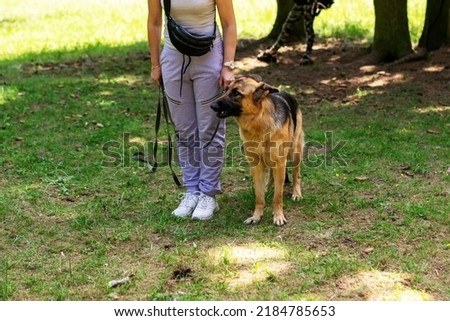 Similar – Foto Bild Frau mit blondem Labrador auf der Lichtung