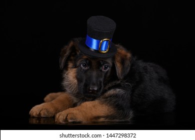 Funny German Shepherd Puppy In Beautiful Hat In Dark Studio