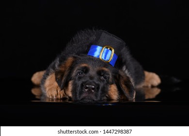 Funny German Shepherd Puppy In Beautiful Hat In Dark Studio