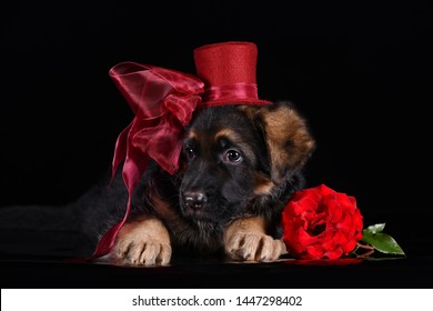 Funny German Shepherd Puppy In Beautiful Hat In Dark Studio