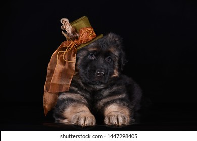 Funny German Shepherd Puppy In Beautiful Hat In Dark Studio