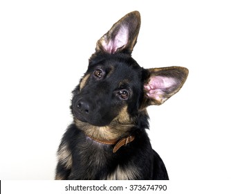 Funny German shepherd puppy with long ears and head tilted (isolated on white)