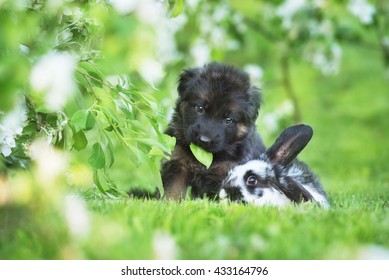 Funny German Shepherd Puppy With A Rabbit In A Garden