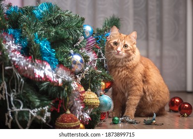 Funny ginger cat and christmas tree. Happy end. Cat playing with toy balls on tree and broke them. Fallen down tree. Cat portrait with eyes asking to forgive - Powered by Shutterstock