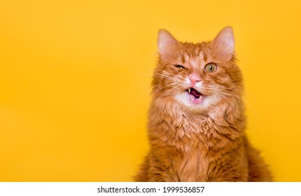 Funny ginger cat face isolated on yellow. mewing and having widely opened a mouth. Red pet portrait. Horizontal shot.