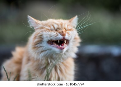 Funny Ginger Cat Laughs In The Garden.