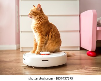 Funny ginger cat looks up, cat licks its lips while ride on robotic vacuum cleaner from kitchen. mewing and having widely opened a mouth. Smart animal. - Powered by Shutterstock