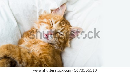 funny ginger cat lying in the bed on white bed clothes