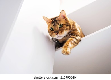 Funny ginger cat playing with owner, sitting on shelf. Playful bengal cat holding out paw, looking down from rack.