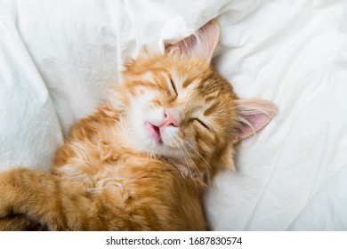 Funny ginger cat sleeping at home. Red kitten covered with blanket. Top view of red cat on sleep time - Shutterstock ID 1687830574