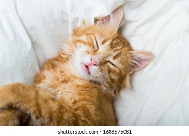 Funny ginger cat sleeping at home. Red kitten covered with blanket. Top view of red cat on sleep time - Shutterstock ID 1688575081