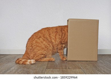 Funny Ginger Cat Stuck His Head Inside A Cardboard Box. Side View With Copy Space.