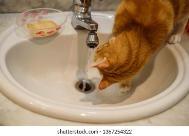 Funny Ginger Cat Tom Is Drinking Running Water From A Bathroom Faucet