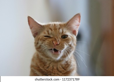 Funny Ginger Kitten Winking And Scrunching His Nose 